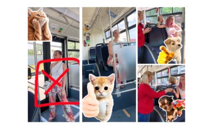 Transport Public Tulcea face educaţie pe Tik-Tok: o tânără cu părul roz îi învaţă pe călători regulile de bun-simţ în autobuze cu ajutorul stickerelor cu pisici şi căţei