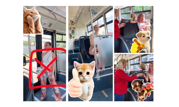 Transport Public Tulcea face educaţie pe Tik-Tok: o tânără cu părul roz îi învaţă pe călători regulile de bun-simţ în autobuze cu ajutorul stickerelor cu pisici şi căţei
