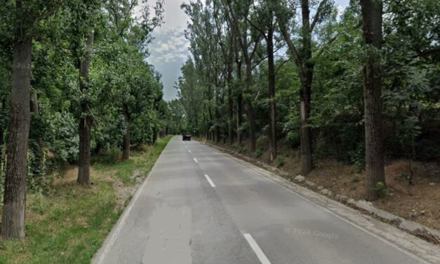 Consiliul Judeţean Tulcea vrea să vândă 12.000 de metri cubi de masă lemnoasă de pe marginea drumurilor judeţene