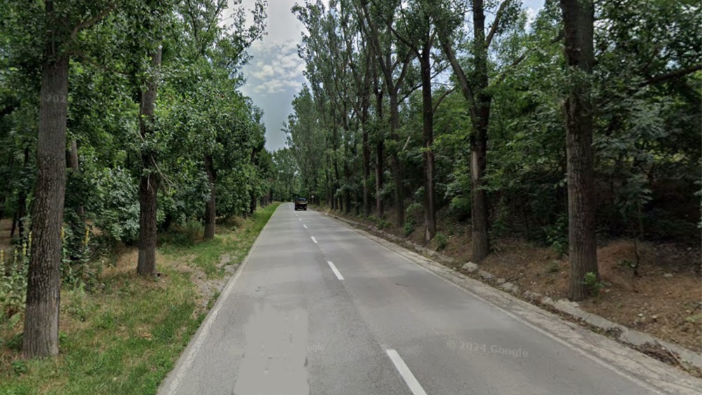 Consiliul Judeţean Tulcea vrea să vândă 12.000 de metri cubi de masă lemnoasă de pe marginea drumurilor judeţene