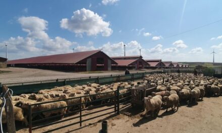 Fraudă cu subvenţii sau haos în acte? Mii de animale înregistrate fictiv în judeţul Tulcea