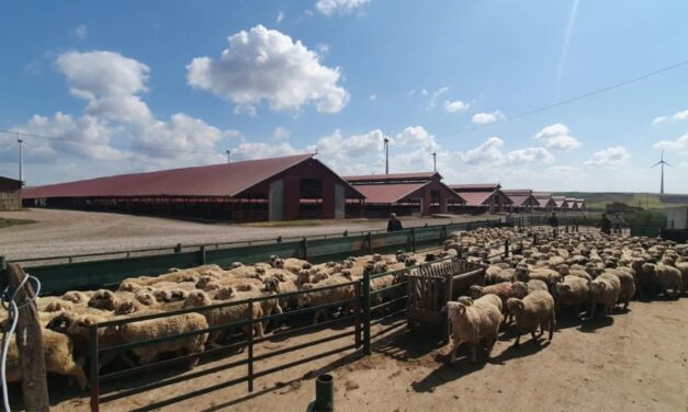 Fraudă cu subvenţii sau haos în acte? Mii de animale înregistrate fictiv în judeţul Tulcea