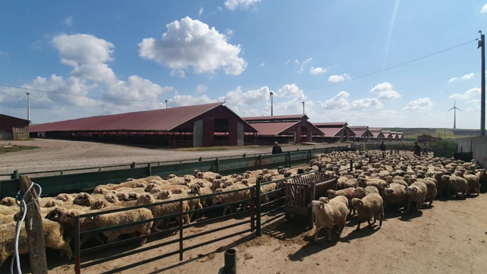 Fraudă cu subvenţii sau haos în acte? Mii de animale înregistrate fictiv în judeţul Tulcea