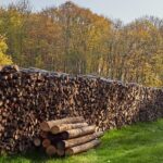 Lemne de foc pentru tulceni: Stoc de 13.000 mc în ocoalele silvice