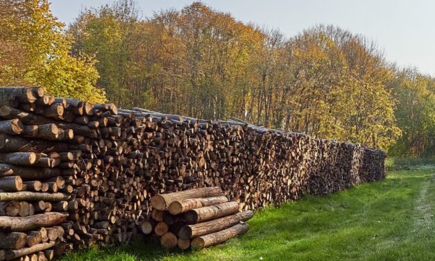 Lemne de foc pentru tulceni: Stoc de 13.000 mc în ocoalele silvice