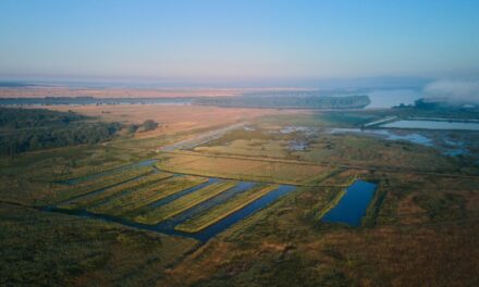 Peste 178 de hectare din Delta Dunării, la un pas de a fi introduse în circuitul agricol
