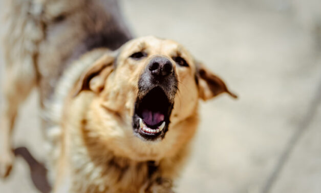 Fetiţă de 12 ani, muşcată de un câine pe stradă, în municipiu. Proprietarul animalului este cercetat penal