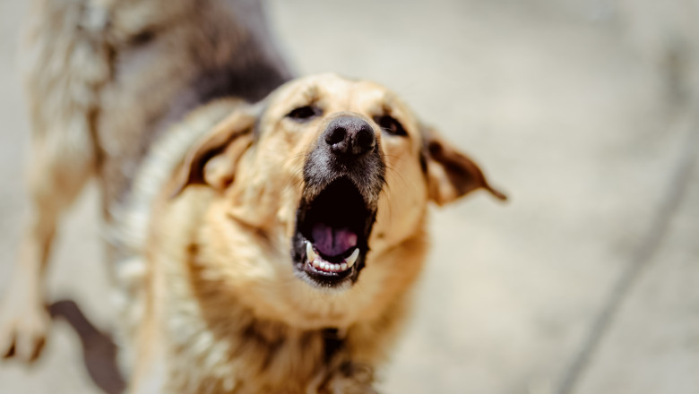 Fetiţă de 12 ani, muşcată de un câine pe stradă, în municipiu. Proprietarul animalului este cercetat penal