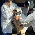 Doar 42% din oile şi caprele din Tulcea pot fi vaccinate cu primele doze primite. Autorităţile cer fonduri suplimentare