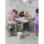 Octombrie aduce sterilizări gratuite pentru aproximativ 300 de câini şi pisici din municipiu