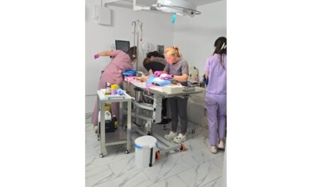 Octombrie aduce sterilizări gratuite pentru aproximativ 300 de câini şi pisici din municipiu